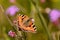 Small tortoiseshell butterfly on purple verbena