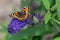 Small tortoiseshell butterfly resting on beautiful flowering blue violet butterfly bush - Buddleja davidii - with wings wide open