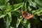 Small tortoiseshell butterfly resting on nettles with wings open