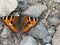 Small tortoiseshell butterfly resting on rock