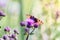 Small Tortoiseshell Butterfly on a Scottish Thistle