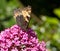 Small Tortoiseshell butterfly underwing