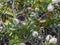 Small Tortoiseshell butterfly wings folded feeding on a white hebe flower