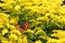 Small Tortoiseshell butterfly on yellow flowers