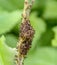 Small tortoiseshell caterpillars