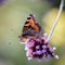 Small Tortoiseshell feeding on Buddleia flowers