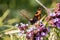 Small Tortoiseshell feeding on Buddleia flowers