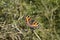 The small tortoiseshell - latin name Aglais Urticae.