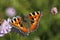 Small Tortoiseshell (Nymphalis urticae)