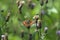 Small tortoiseshell sits on a green stalk brown knapweed