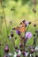 Small tortoiseshell upon thistle flower in Italy