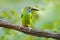 Small toucan. Blue-throated Toucanet, Aulacorhynchus prasinus, green toucan bird in the nature habitat, exotic animal in tropical