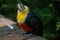 Small toucan with a ring on the foot