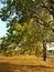 Small town life - trees lining a country road