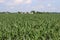 Small town Ohio`s corn fields in early fall with the young corn growth.