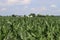 Small town Ohio`s corn fields in early fall with the young corn growth.