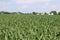Small town Ohio`s corn fields in early fall with the young corn growth.