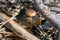 Small toxic poisonous mushroom entoloma vernum is growing beyond pine needles