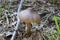 Small toxic poisonous mushroom entoloma vernum is growing beyond pine needles