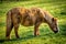 Small, toy horse grazing in field