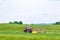 A small tractor with a rotary rake rakes freshly cut grass into the field. Agricultural work