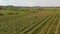 A small tractor works in a field with apple trees.