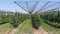 Small tractors are driving through the apple orchard, near the rows of trees