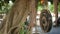 Small traditional gong hanging on background of old banyan tree in daylight. Symbol of buddhist religion. Tropical