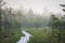 Small trail in the bog