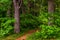 Small trail in a dense forest, Shenandoah National Park, Virginia.