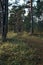 Small trail in the forest