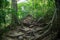 A small trails in the green dense jungle