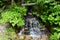 Small Tranquil Stream in Lush Green Forest