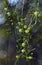 Small translucent bush tucker edible green fruits of the Australian native Sour Currant Bush, Leptomeria acida, family Santalaceae