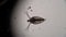 A small transparent crustacean Daphnia floats in the water