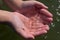 Small transparent jellyfish in ladle of children hands on  background of azure sea water with sunlight glows on ripples