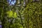 Small transparent leaves on an arm in the famous forest of Huelg