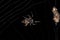 Small Trashline Orbweaver Spider