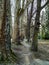 Small tree alley path in the empty forest while walking in the nature in the fresh air during autumn fall