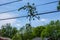 A small tree branch seen stuck in electric wires over a street after a storm