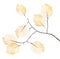 Small tree branch with seven dried yellow leaves
