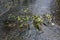 Small tree branches fallen in countryside river