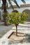 Small Tree in Courtyard