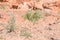 Small tree in the desert, valley of Mars landscapes in the Altai Mountains