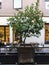 Small tree in a flower pot in front of the empty terrace of a bar in the center of Alcala de Henares