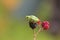 Small tree frog sitting on a blackberry