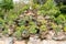 A small tree garden or bonsai decorated beautifully