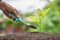 A small tree on the ground on green background, The idea of planting trees to reduce global warming, World Environment Day