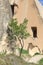 Small tree growing in front of cave church in Cappadocia