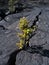 Small Tree growing in Lava field